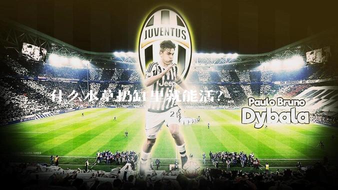 什么水草扔缸里就能活？