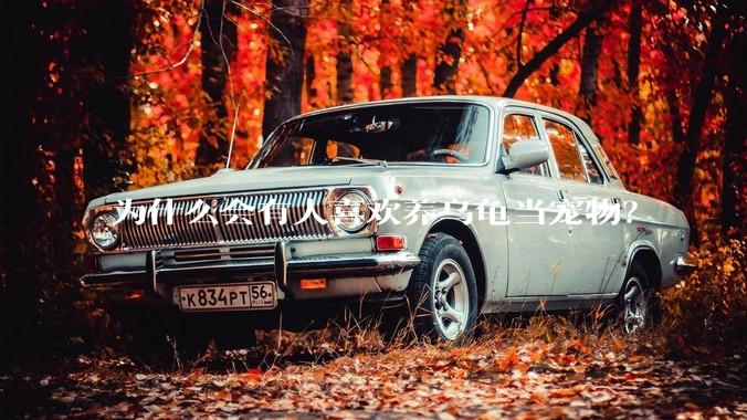 为什么会有人喜欢养乌龟当宠物？